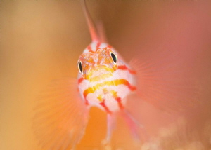 Peppermint / Stripehead Pygmy Goby - Trimma striata by James Deverich 